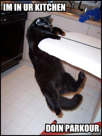 Parkour Cat
