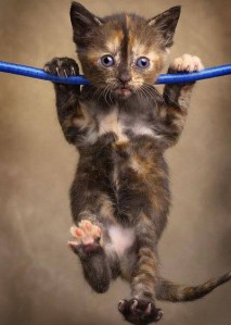 brown_cat_pull_ups