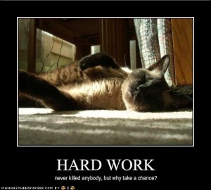 funny-pictures-cat-does-not-work-hard