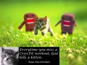 crossfit-kittens