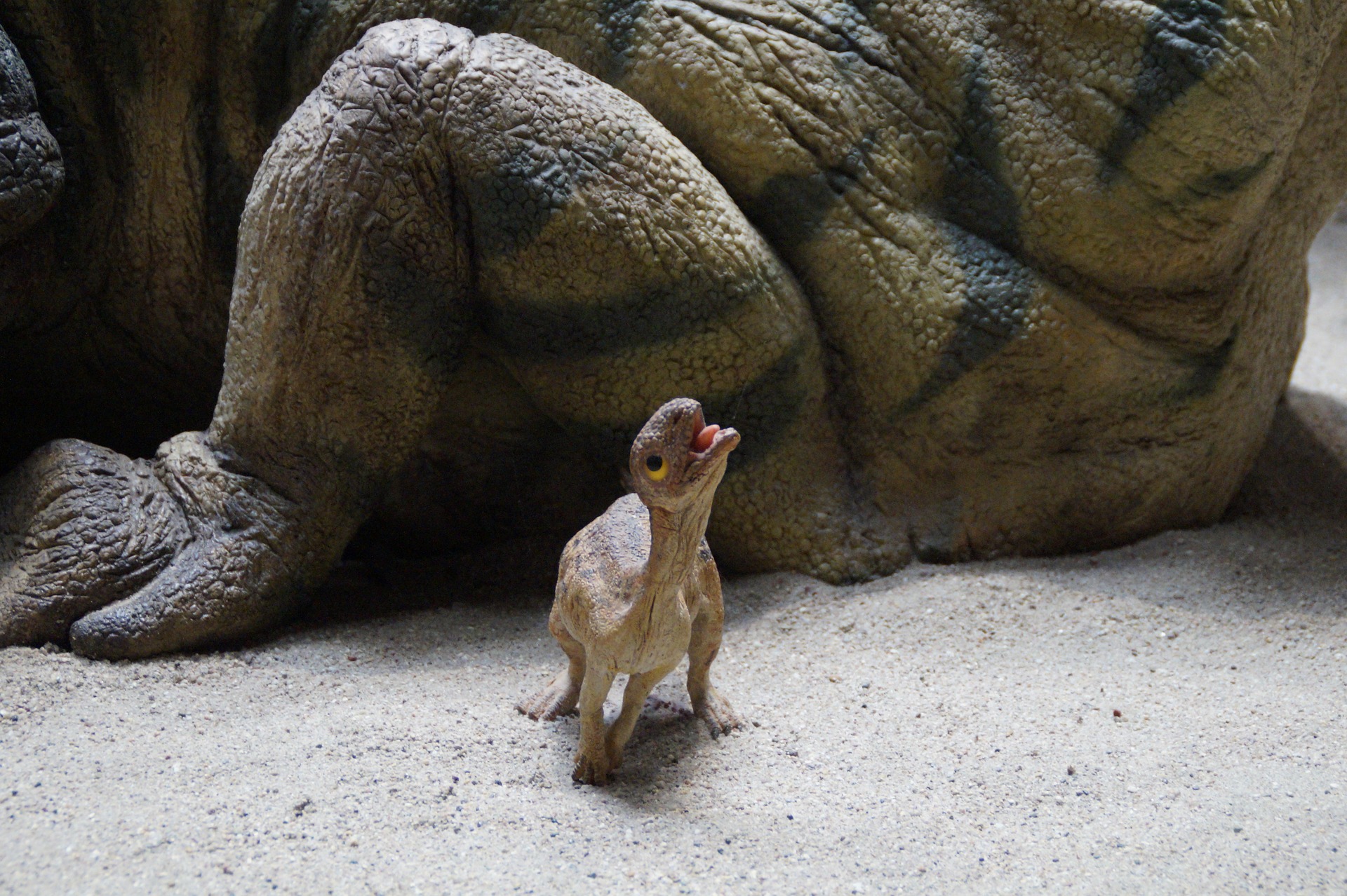 This dino is just starting out in his game. 