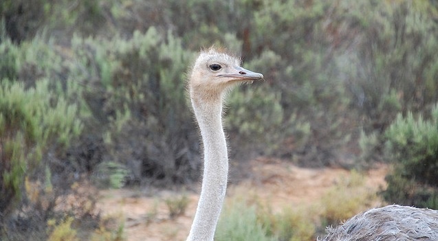 Ostrich
