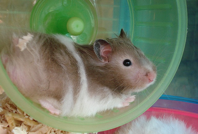 Hamster