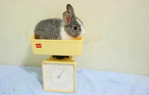 What's this bunny's body fat %?