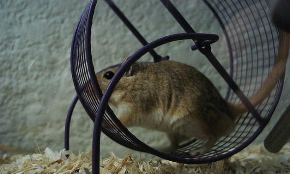 gerbil wheel http://www.flickr.com/photos/sarae/24123666/