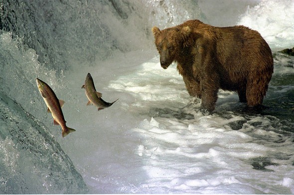 Bear Catching Salmon