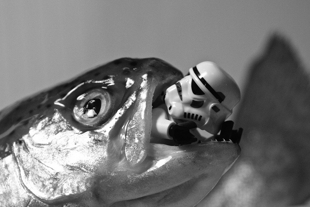 Lego Salmon Eating