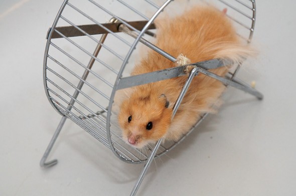 hamster in wheel