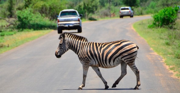 zebra crossing