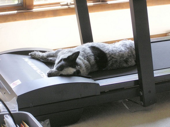 Dog Treadmill