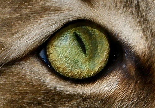 Eye of the Tiger