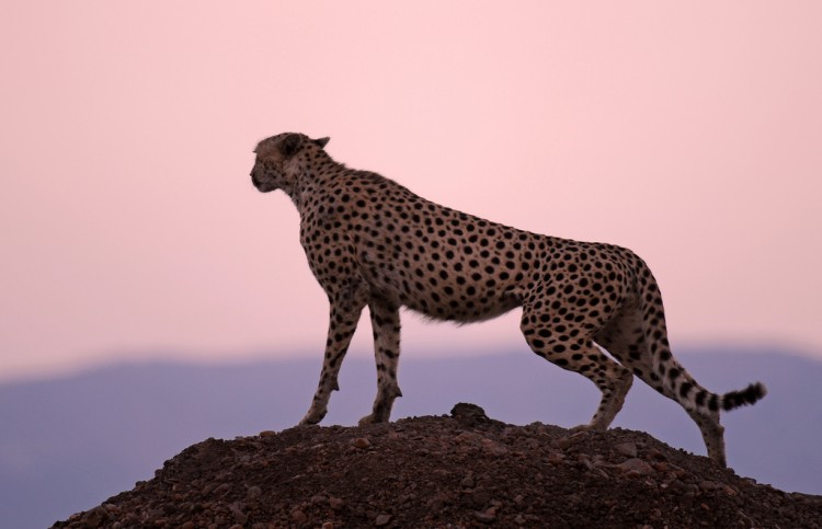 cheetah