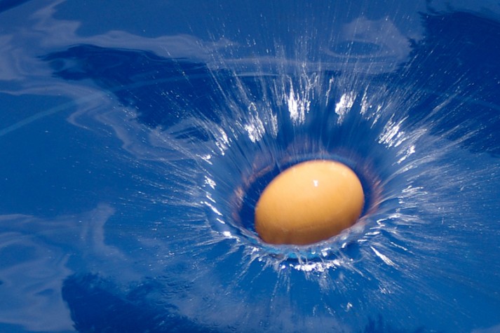 egg