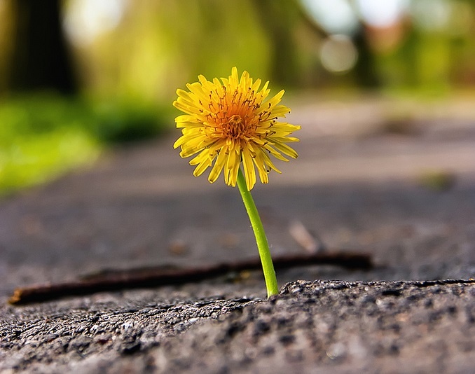 flower ground