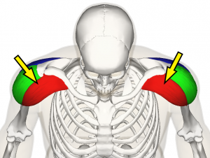 you want the bar to rest right about here when performing the overhead press.