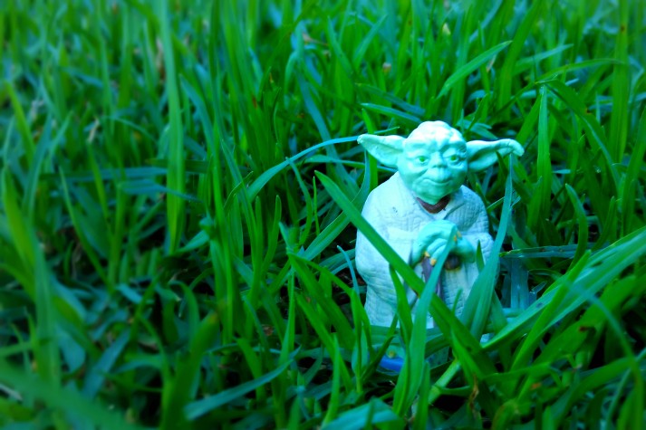 YODA_GRASS