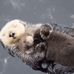 You earned this cute otter by sticking with this Guide to Keto.