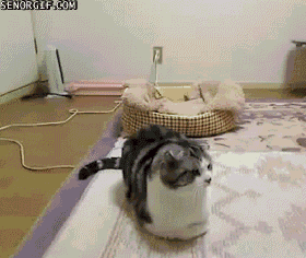 This cat doesn't follow the Military Diet.