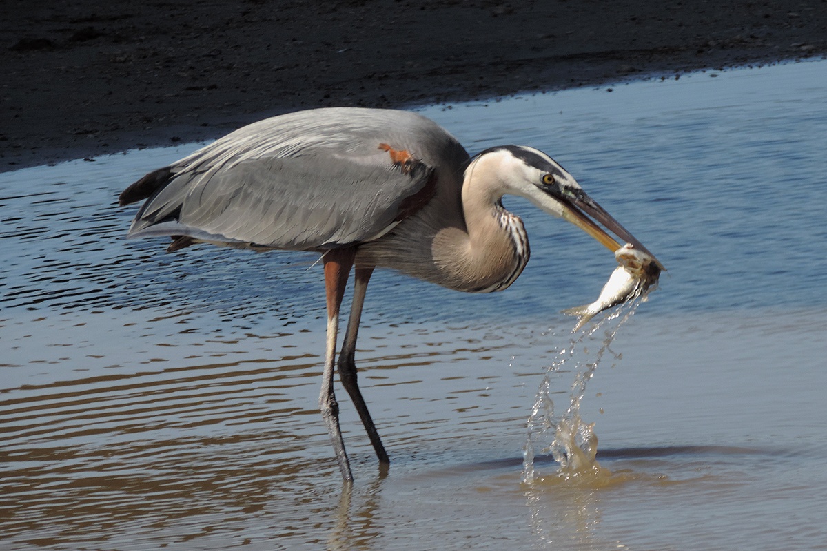 Fish is encouraged on the Mediterranean Diet, but so is most bird...