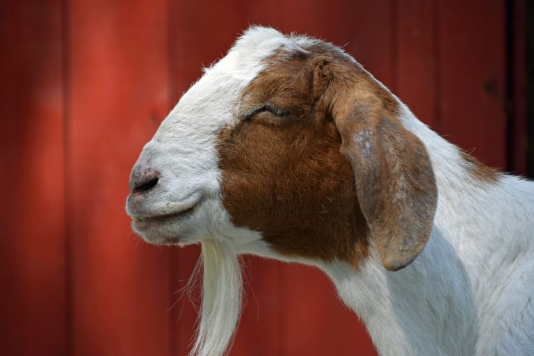 Goats are common throughout the Mediterranean, so let's talk about their milk!