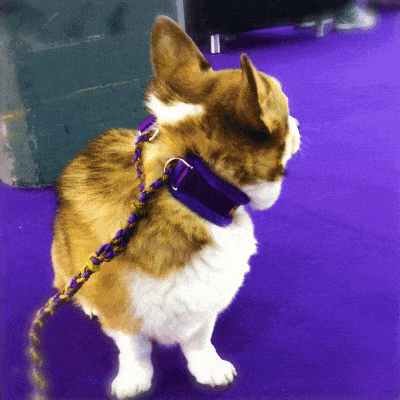 Yep, even this corgi has creatine in its body.