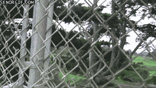 Golf courses can actually be great to run on...as this dog knows.