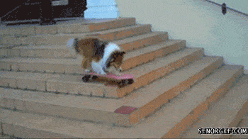 We like the weird at Nerd Fitness if it makes you stay in shape. Skating dog optional. 