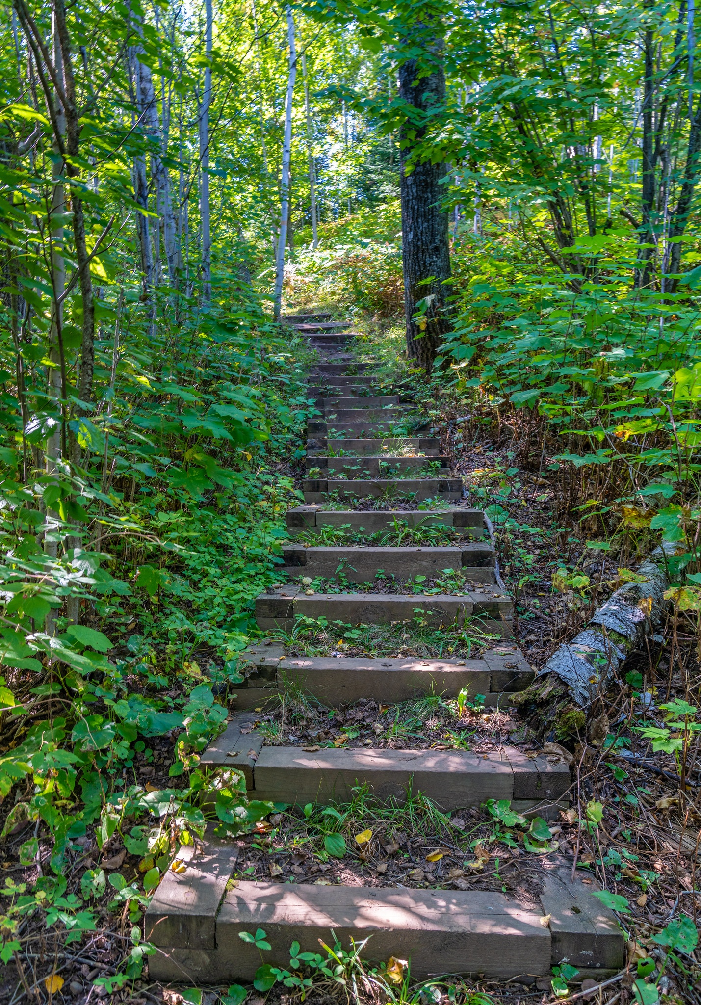 HIking trails are great for running, just be careful you don't trip and fall.