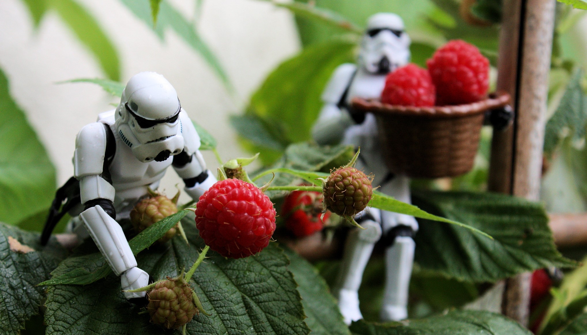 Is this a serving of raspberries? Let's see!