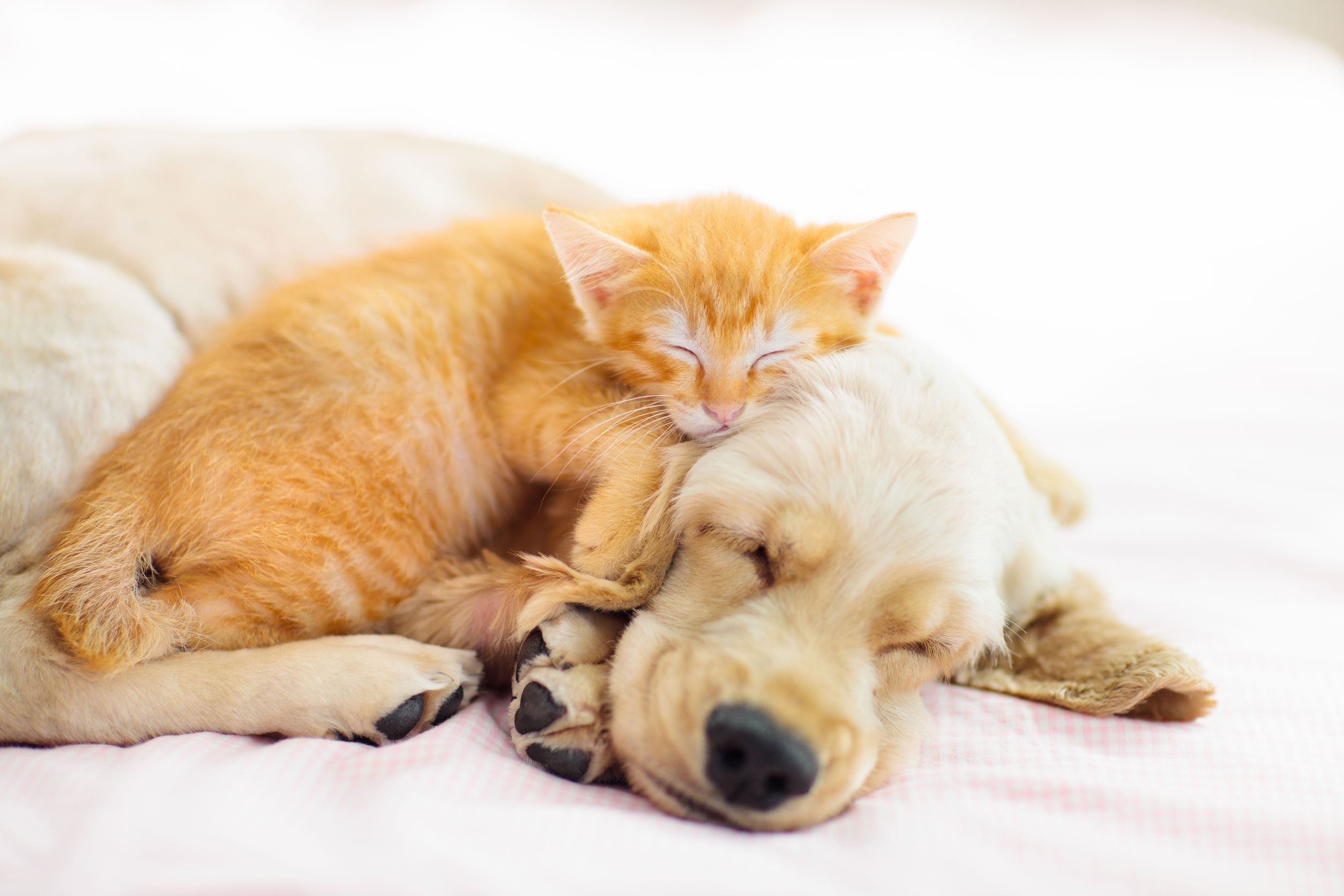 Cat and dog sleeping together. Kitten and puppy taking nap. Home pets. Animal care. Love and friendship. Domestic animals.