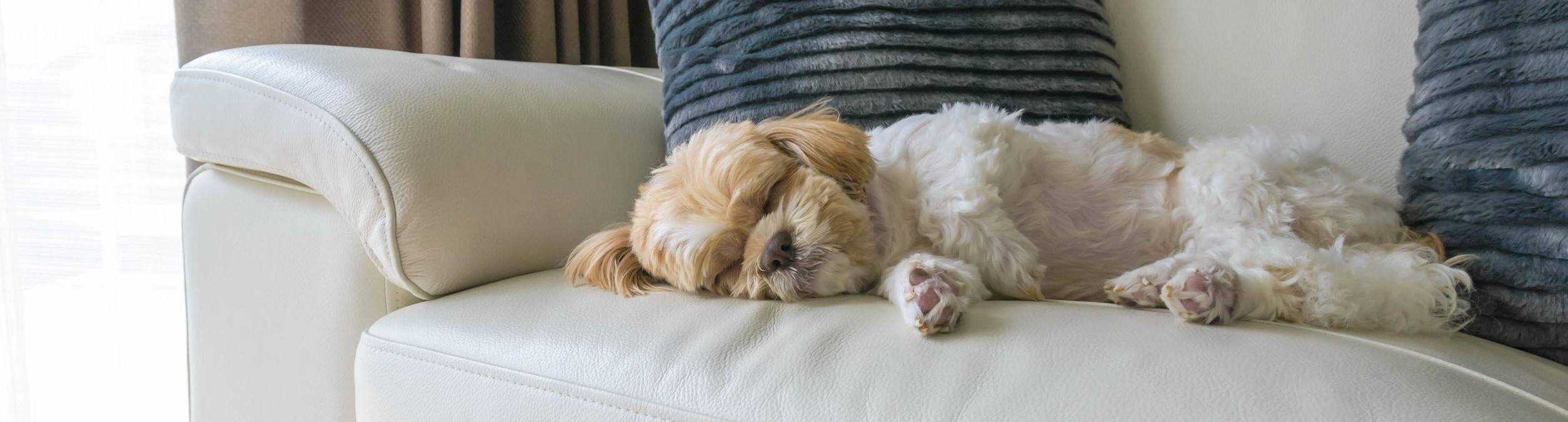 young dog sleeping on modern sofa in the living room