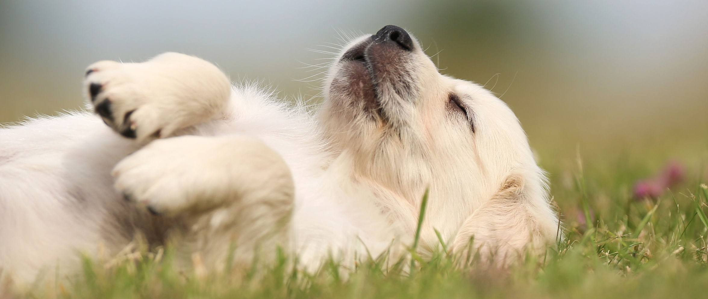 Golden retriever puppy taking a nap