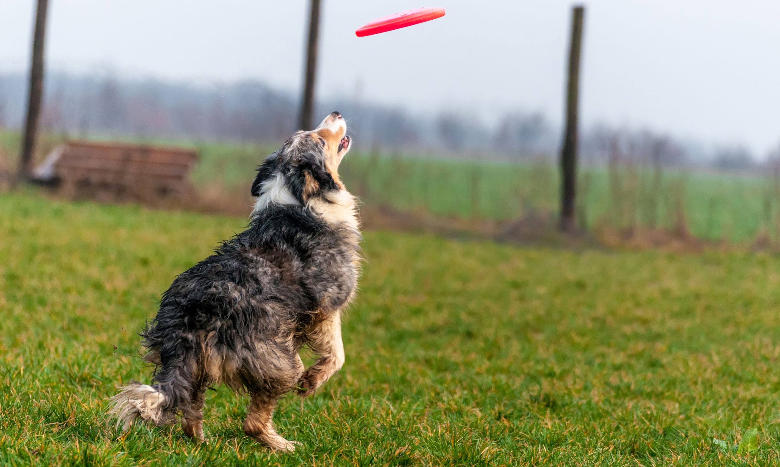 A border collie dog playing with a frisbee