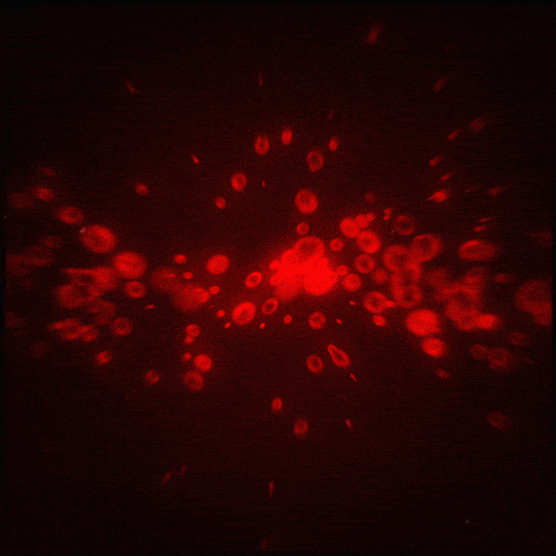 Gif of blood stream