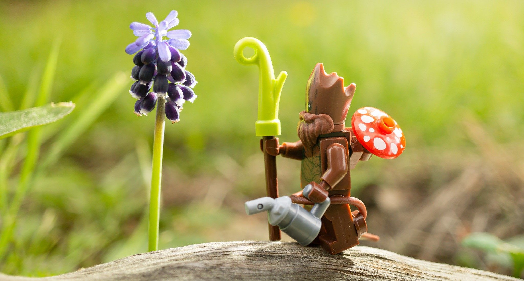 A picture of a Tree walking up to a flower.