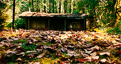 Cabin in the woods